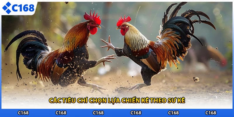 Các tiêu chí chọn lựa chiến kê theo sư kê