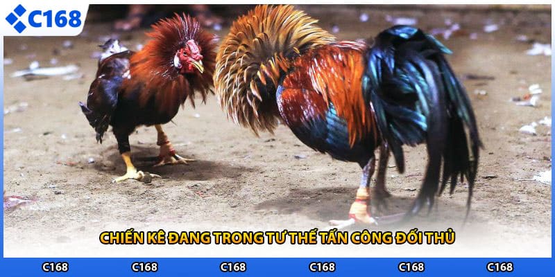 Chiến kê đang trong tư thế tấn công đối thủ