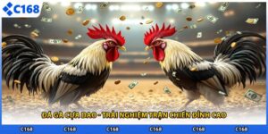 Đá Gà Cựa Dao - Trải Nghiệm Trận Chiến Đỉnh Cao