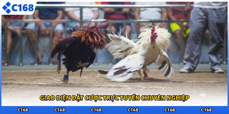 Giao diện đặt cược trực tuyến chuyên nghiệp