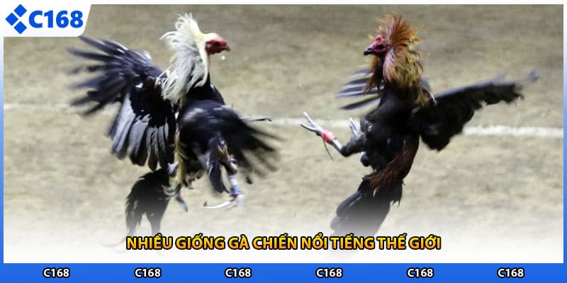 Nhiều giống gà chiến nổi tiếng thế giới